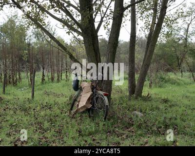 Una vecchia bicicletta abbandonata e appoggiata su un albero in aperta campagna Foto Stock