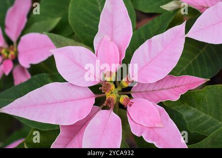 Primo piano su Euphorbia pulcherrima fiore di punta rosa Foto Stock