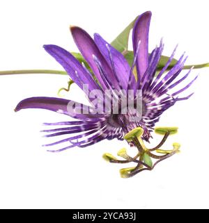 Primo piano su un singolo fiore di passionfiori viola su sfondo bianco Foto Stock