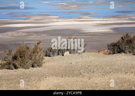 Splendido paesaggio di Saline nel parco naturale della città di Santa Pola, Alicante, Spagna Foto Stock