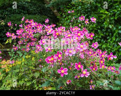 Fiori autunnali rosa ammassati del robusto anemone giapponese rosa perenne, Anemone hupehensis "Hatakeyama Single" Foto Stock