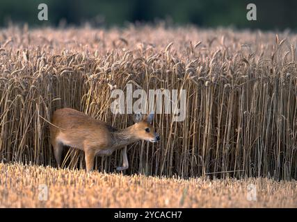 Il cervo d'acqua cinese Hydropotes inermis si trova ai margini di un raccolto di grano. North Norfolk Farmland regno unito. Foto Stock