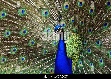 bel grande e giovane pavone al sole Foto Stock