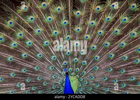 bel grande e giovane pavone al sole Foto Stock