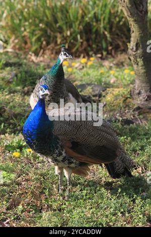 bel paio di grandi pavoni al sole Foto Stock