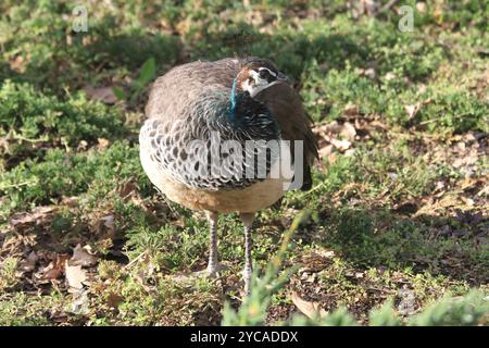 bel grande e giovane pavone al sole Foto Stock