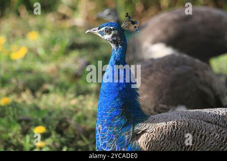 bel grande e giovane pavone al sole Foto Stock