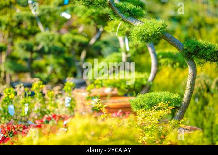 Alberi di bonsai di varie forme sono esposti in un vivaio di giardino vivace pieno di piante colorate sotto la luce del sole. Foto Stock