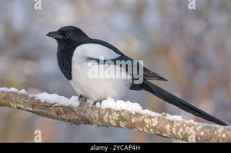 Magpie eurasiatiche (Pica pica) arroccate nel ramo coperto di neve in inverno freddo Foto Stock