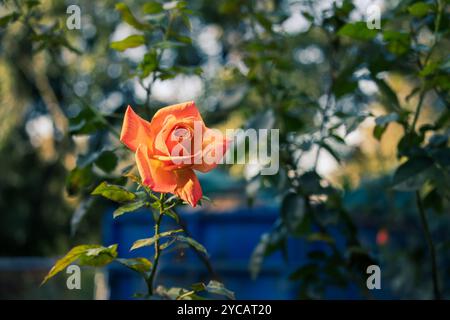 Una singola rosa del Bengala si distingue su un lussureggiante giardino, con i suoi caldi petali arancioni che si dispiegano con grazia sotto la luce soffusa del sole: Un momento perfetto Foto Stock