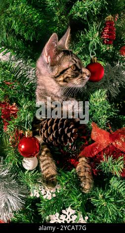 L'adorabile gattino domestico, con le sue buffonate divertenti, distrugge giocosamente la bella decorazione natalizia moderna, tra cui il festoso pino ado Foto Stock