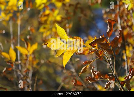 Foglie di autunno sulla struttura ad albero Foto Stock