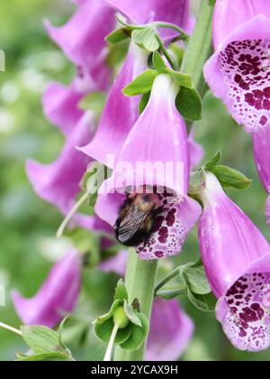 Un bumblebee alla ricerca di polline all'interno di un fiore rosa di foxglove Foto Stock