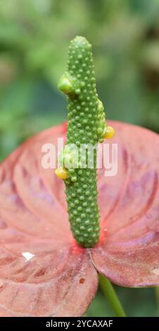 Primo piano su foglia rossa e fiore dal fiore di fenicottero Anthurium Foto Stock