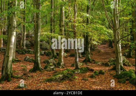 Inizio autunno a Dalton vicino a Burton-in-Kendal, Cumbria Foto Stock