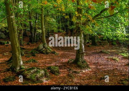 Inizio autunno a Dalton vicino a Burton-in-Kendal, Cumbria Foto Stock