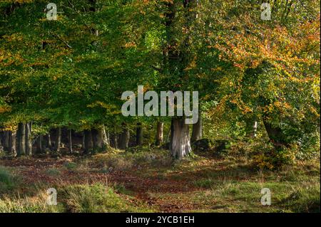 Inizio autunno a Dalton vicino a Burton-in-Kendal, Cumbria Foto Stock