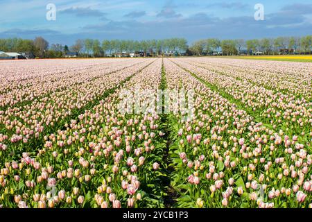 tulip Field nei Paesi Bassi - tulipani rosa Foto Stock