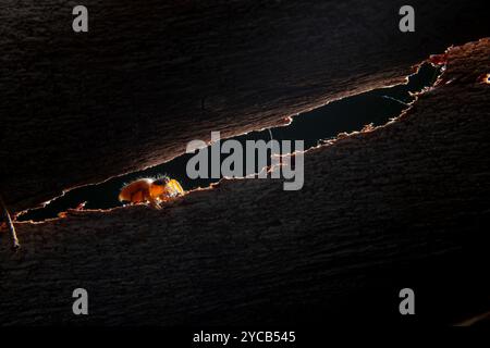 Primo piano di un ragno vibrante che salta all'ombra su un robusto pezzo di legno testurizzato, illuminato dall'alto, creando un suggestivo contrasto Foto Stock