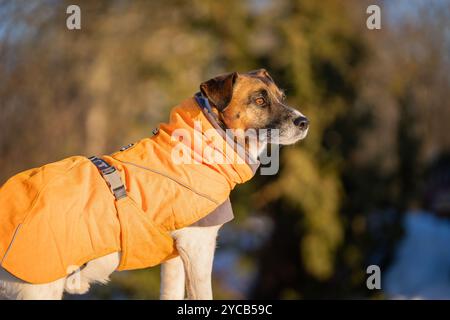 Jack Russell Terrier in abiti invernali in piedi nella neve. Jack Russell Terrier in cappotto per cani nella fredda giornata invernale. Foto Stock