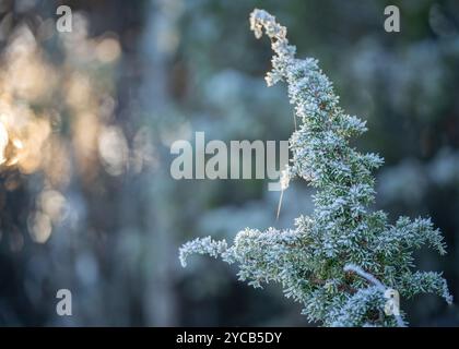 Ramo di ginepro coperto di ghiaccio (Juniperus communis) su sfondo sfocato. Inverno. Tempo invernale. Messa a fuoco morbida. Foto Stock