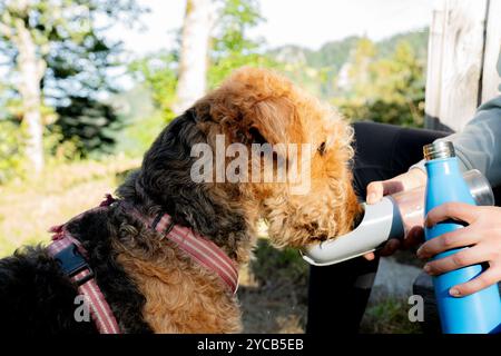 Un cane Airedale Terrier beve l'acqua da una bottiglia portatile, tenuta da una persona, nell'ambiente naturale di Rochers de Naye nelle Alpi svizzere Foto Stock