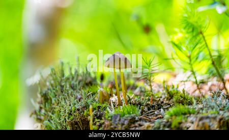 Vivace primo piano di un piccolo fungo solitario che cresce tra muschio lussureggiante e piante verdi in una foresta, mostrando l'intricata bellezza della natura Foto Stock