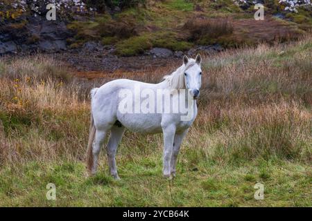 Connemara, Irlanda. Foto di Peter Cavanagh Foto Stock