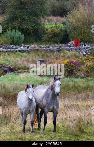 Connemara, Irlanda. Foto di Peter Cavanagh Foto Stock