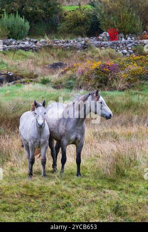 Connemara, Irlanda. Foto di Peter Cavanagh Foto Stock