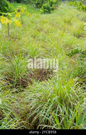 Citrato (Cymbopogon, citratus), Oceano Indiano, Isola, Mauritius, Africa, Zitronengras (Cymbopogon, indischer Ozean, Insel, Afrika Foto Stock