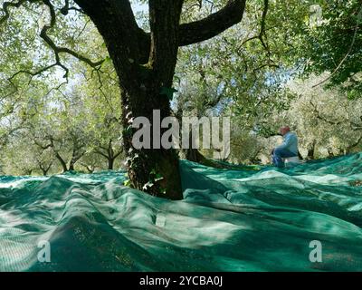 Un uomo anziano si siede su un secchio per una pausa durante la raccolta delle olive a Montefiascone, provincia di Viterbo, regione Lazio, Italia. 21 ottobre 2024 Foto Stock