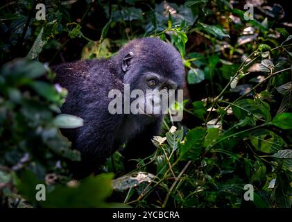 Baby gorilla nella foresta pluviale Foto Stock