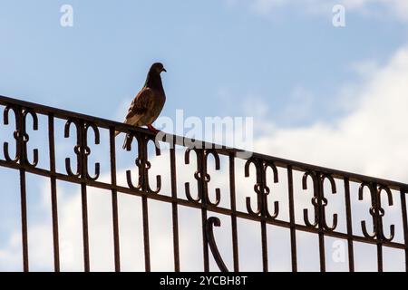 Urban Pigeon arroccato su una recinzione di ferro ornata contro il cielo blu Foto Stock