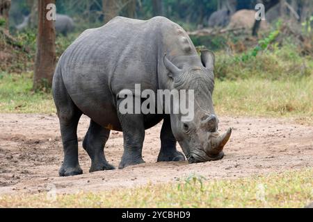 Rinoceronte bianco meridionale o rinoceronte bianco meridionale, Ceratotherium simum simum Foto Stock