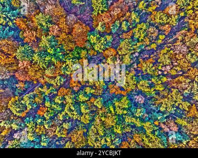 Volo in cima agli alberi in autunno nei Paesi Bassi in Europa Foto Stock