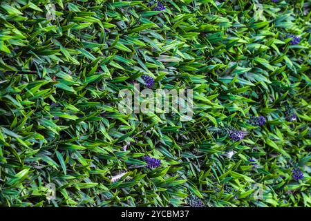 Vegetazione lussureggiante con fiori viola sparsi in primo piano Foto Stock