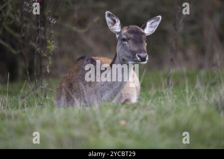 Ritratto di un cervo europeo (Dama dama) steso su erba nella radura forestale, rivolto ma guardando oltre camera, scattato in autunno nel Regno Unito Foto Stock