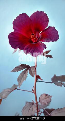 Fioritura del fiore di ibisco o dell'ibisco acetosella o altro nome come Rosemallow africano, Cranberry Hibiscus, False Rosella e Maroon Mallow Foto Stock