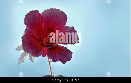 Fioritura del fiore di ibisco o dell'ibisco acetosella o altro nome come Rosemallow africano, Cranberry Hibiscus, False Rosella e Maroon Mallow Foto Stock