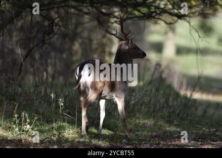 Vista posteriore e laterale destra del cervo europeo (Dama dama) in piedi alla luce del sole al bordo di una foresta, ripresa nel Regno Unito in autunno Foto Stock