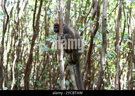 Il lembo di bambù minore orientale (Hapalemur griseus) è un lemure endemico del Madagascar orientale. Questa foto è stata scattata nel Parco Nazionale Andasibe-Mantadia, Ala Foto Stock