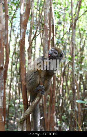 Il lembo di bambù minore orientale (Hapalemur griseus) è un lemure endemico del Madagascar orientale. Questa foto è stata scattata nel Parco Nazionale Andasibe-Mantadia, Ala Foto Stock