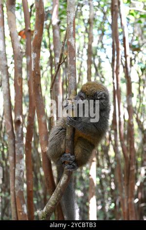 Il lembo di bambù minore orientale (Hapalemur griseus) è un lemure endemico del Madagascar orientale. Questa foto è stata scattata nel Parco Nazionale Andasibe-Mantadia, Ala Foto Stock