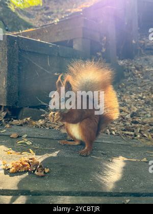 Nel parco, uno scoiattolo rosso mangia noci, retroilluminato dal sole. Foto Stock