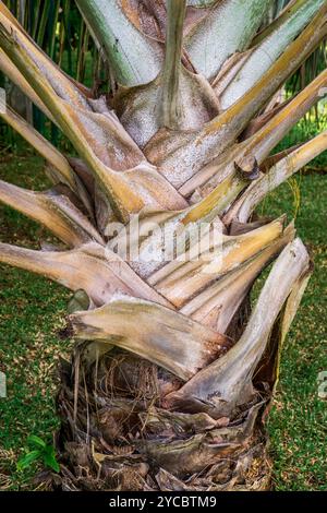 Primo piano delle lame della corteccia su un tronco di palma Foto Stock