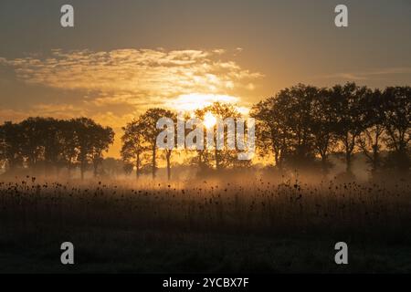 Alba su un campo fiorito in autunno; sagome di fiori nella bassa nebbia Foto Stock