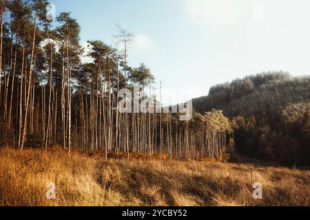 Tranquillo paesaggio boschivo con alberi alti e un prato illuminato dal sole. Entwistle Reservoir Woodland Lancashire Regno Unito. Foto Stock