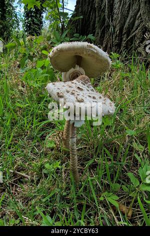 Due funghi Parasol (Macrolepiota procera) Foto Stock