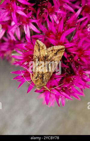 Moth Silver Y (Autographa gamma) sui fiori di Sedum Foto Stock